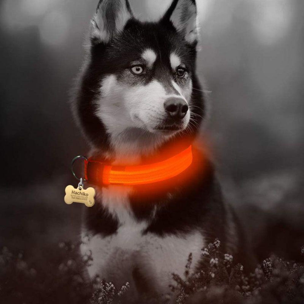 LED Nylon Dog Collar – Safety & Style for Night Walks (2-Piece Set)